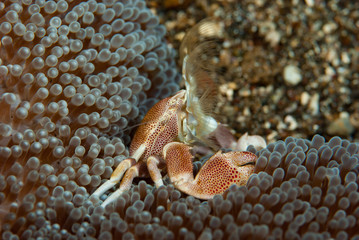 Porcelain crab Neopetrolishes oshimai