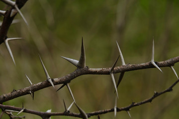 Babul Acacia white sharp thorn in tropical forest, Maharashtra, India 