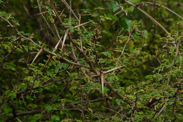 Babul Acacia white sharp thorn in tropical forest, Maharashtra, India 