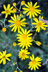 Yellow flowers of Senecio vernal (eastern groundsel), on soft blurry grass bokeh background