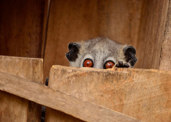 White footed sportive lemur in Berenty reserve, Madagascar © Hajakely
