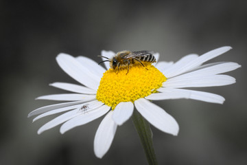 Obraz premium Bee feeding, eating and collecting nectar on white daisy flower macro. Yellow selective color processing
