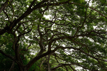 Fototapeta premium Up view of the branches of big tree.
