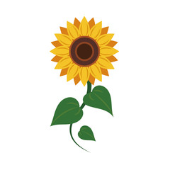 Nature flower sunflower