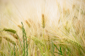 Wheat field ready to be harvested