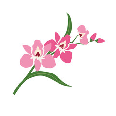 Naklejka na ściany i meble Nature flower pink orchid