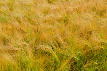 Wheat field ready to be harvested