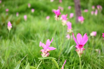 beautiful pink flower ,zingiberaceae, in Sai thong National park  Chaiyaphum