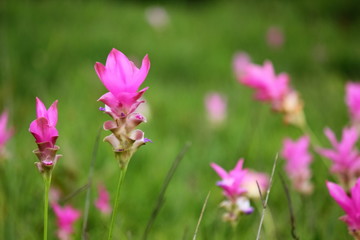 beautiful pink flower ,zingiberaceae, in Sai thong National park  Chaiyaphum