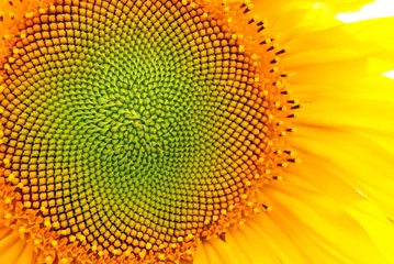Zelfklevend Fotobehang Zonnebloem bloeien, close-up bloemblaadjes textuur macro detail, organische achtergrond © ArtoPhotoDesigno