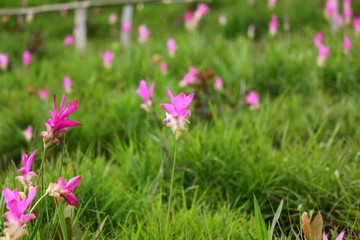 beautiful pink flower ,zingiberaceae, in Sai thong National park  Chaiyaphum