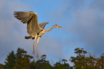 Ardea cinerea, grey heron in flight