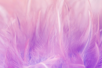 Obraz premium Pastel colored of chicken feathers in soft and blur style for the background