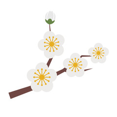 Nature flower white plum blossom