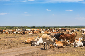 Fototapeta na wymiar African cattle herded on the savannah