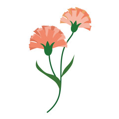 Nature flower orange carnations