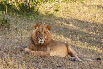 Tired Lion male looking at the camera