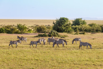 Fototapeta na wymiar Grazing zebras on the savannah in Africa