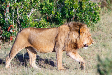 Naklejka premium Large male lion walking on the grass on the African savannah