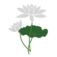 Nature flower white lotus