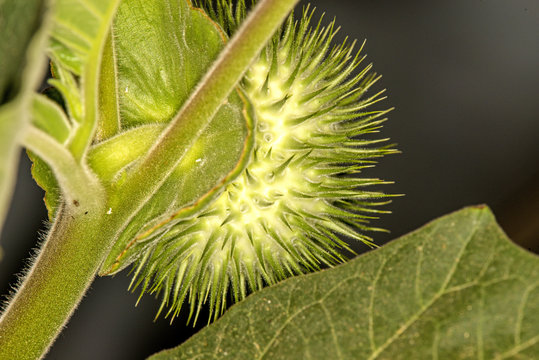 Toloache, pricklyburr, famous holy plant, thorny apple