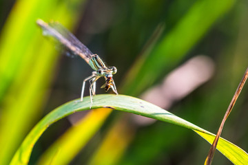 Beautiful small Damselfly (dragonfly) eats a small beetle (predatory insect)