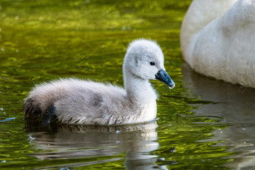 Beautiful young baby swan is swimming on a water.