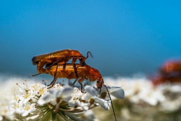 Red-brown Longhorn Beetle is mating with another beetle on a flower