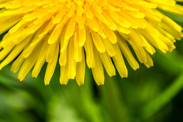 Detail of fresh yellow blossom of dandelion