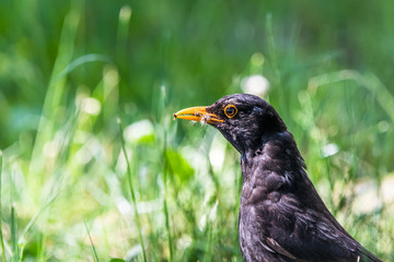 Blackbird in a grass with food in a beak carefully looking around