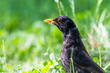 Blackbird in a grass with food in a beak carefully looking around