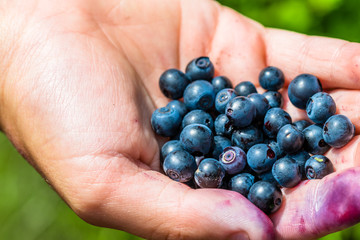 A full hand of a very tasty looking blueberries