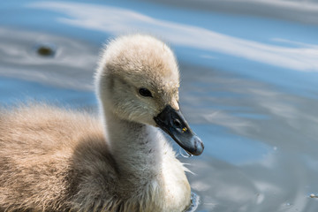 Beautiful young baby swan is swimming on a water.