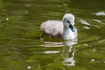 Beautiful young baby swan is swimming on a water.