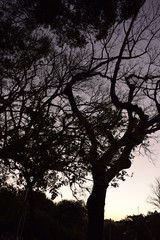 Silhueta de árvore paineira no pôr-do-sol (ceiba speciosa)	