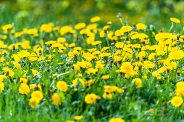 Obraz premium Nice field with fresh yellow dandelions and green grass