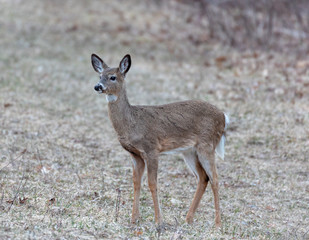 whitetail doe