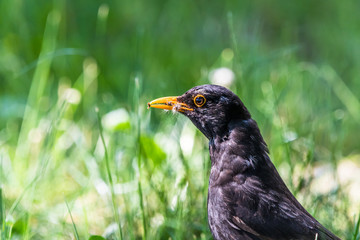 Blackbird in a grass with food in a beak carefully looking around