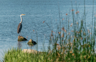 The big bird of a gray heron stands on a rock in blue water on a sunny day. Ukraine, Kakhovskoe reservoir. Beautiful natural background.