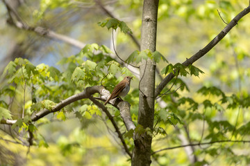 Wood Thrush