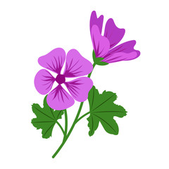 Nature flower violet mallow