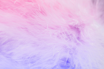 Fototapeta premium Pastel color of bird feathers in soft and blur style, Fluffy feather background