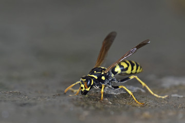 Polistes sp., Crete, Greece