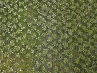 Guava Fruit protected by individual white paper bags to prevent bird damage sits on a local farm in the community of Paquera Costa Rica from this aerial drone image