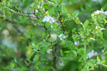 Obraz premium warbler