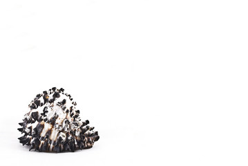 Conchiglia su sfondo bianco