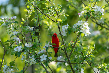 scarlet Tanager