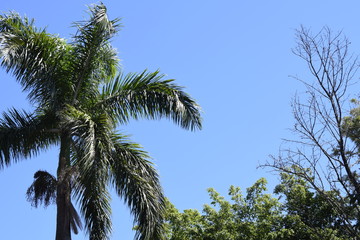 Palmeira real