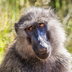 Portrait of Wild Baboon in the Masaai Mara, Kenya, Africa