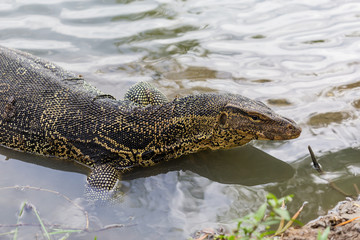 Varanus salvator, commonly known as water monitor or common water monitor in the water